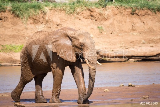 Image de Elephant family on the banks of a river in the middle of the National Park